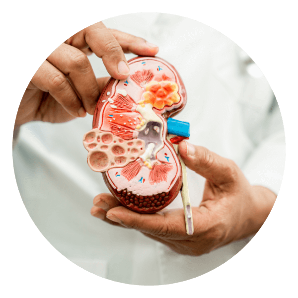 Trasplante renal